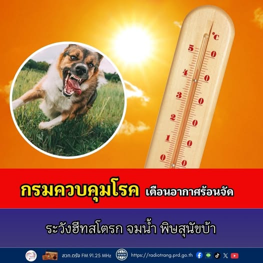 กรมควบคุมโรค เตือนอากาศร้อนจัดระวังฮีทสโตรก จมน้ำ พิษสุนัขบ้า 